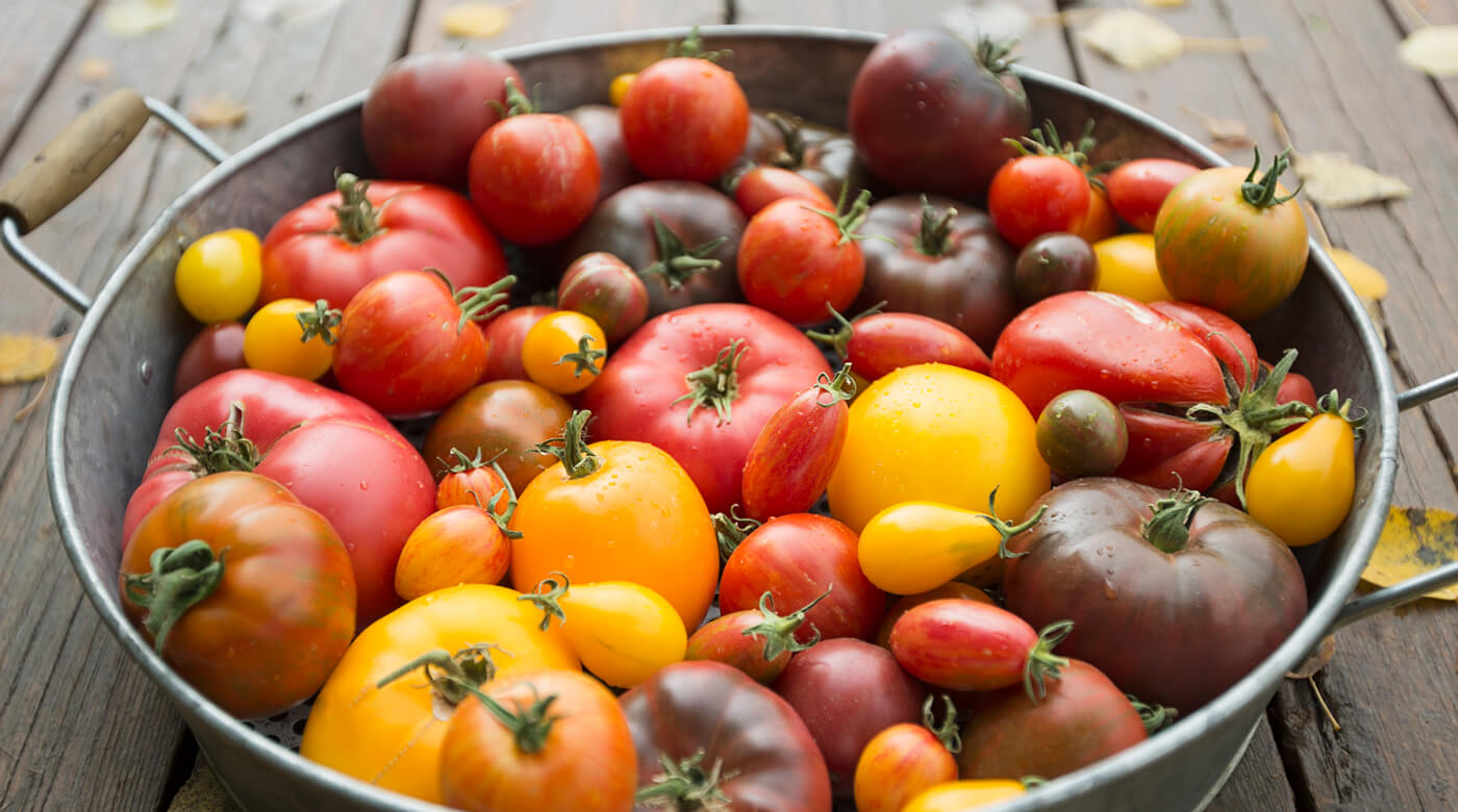 tomato in a bowl