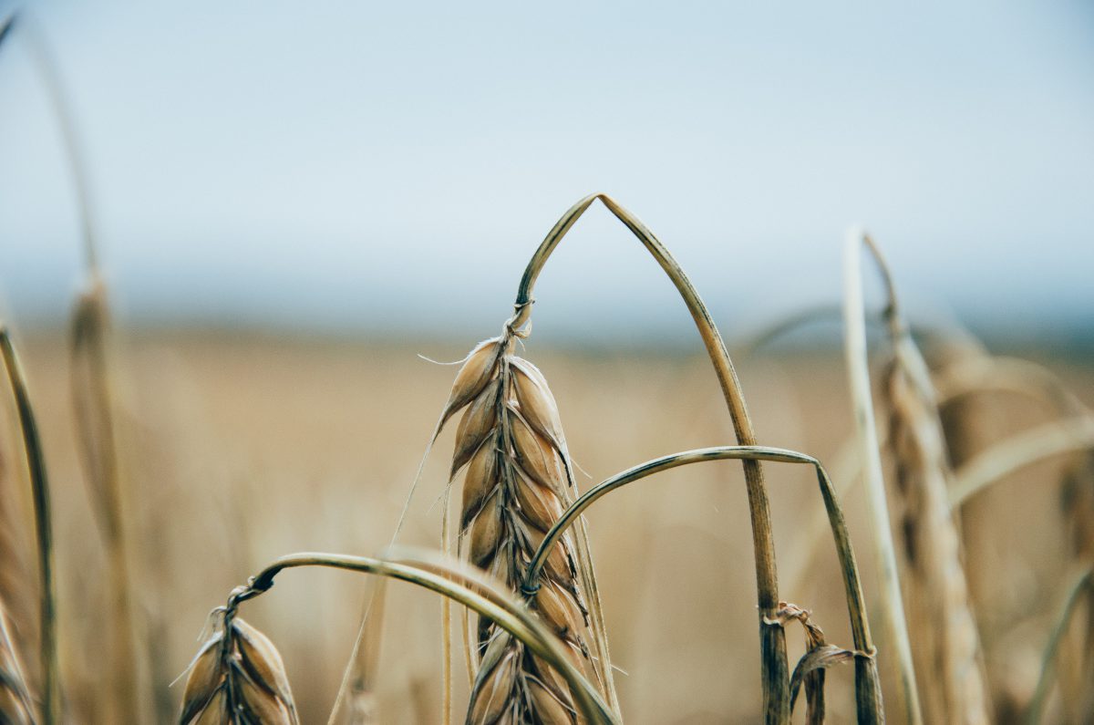 field of grain