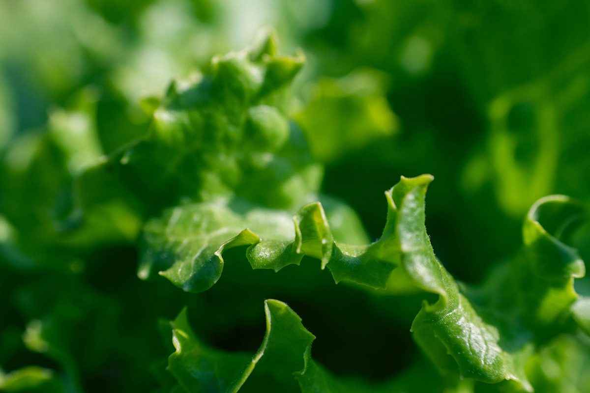 mixed greens